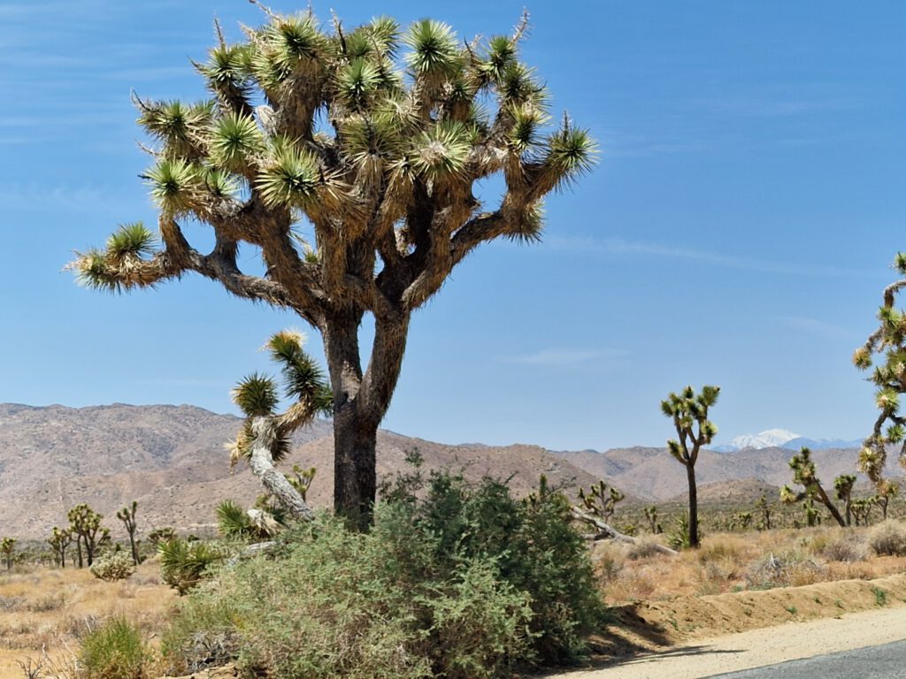 Joshua Tree in Joshua Tree National Park