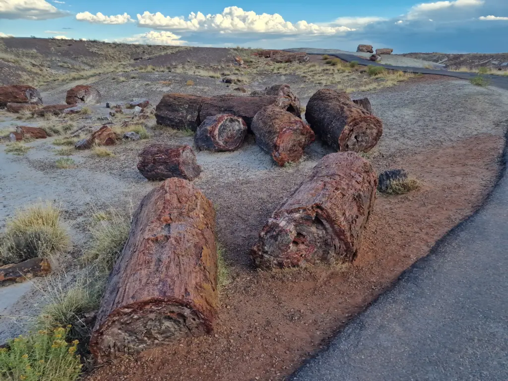 Petrified Forest National Park Crystal Forest