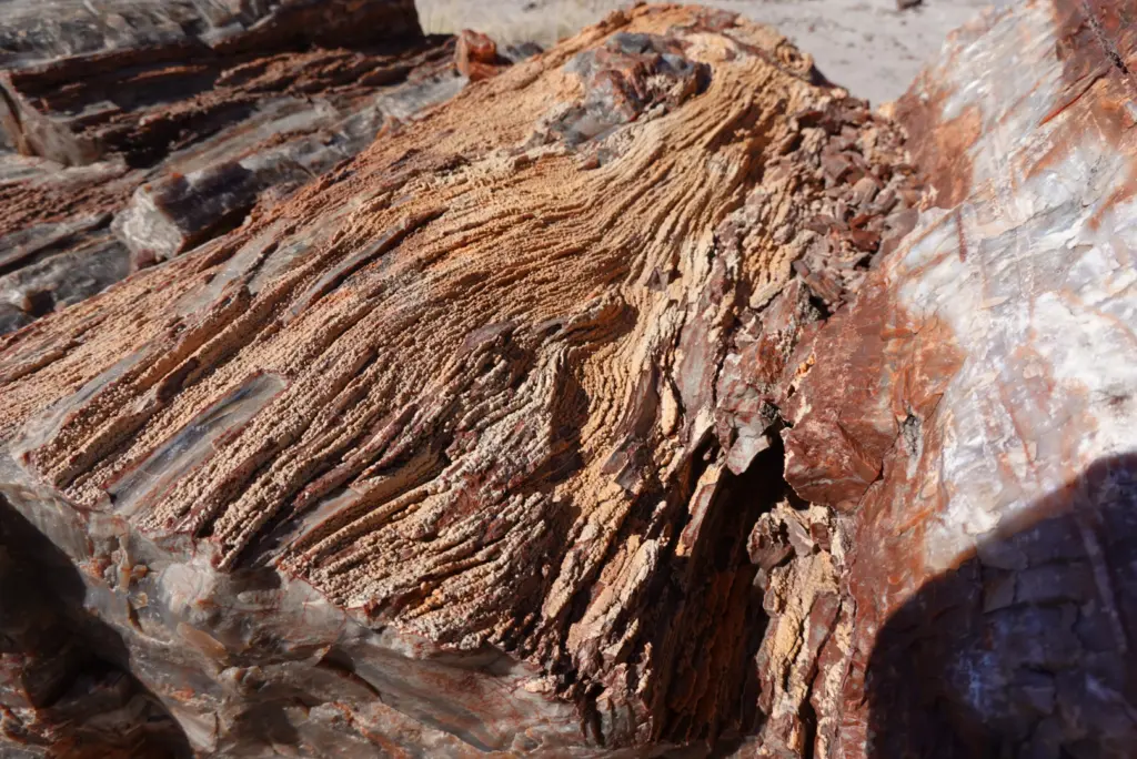 Petrified Forest National Park Jasper Forest Trail